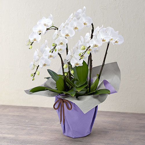 清潔感のある美しい白色のお供え用胡蝶蘭もございます。